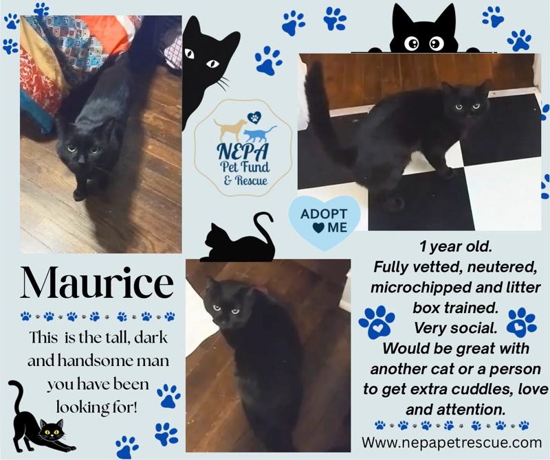 Enlarge Maurice , a ADOPTABLE Domestic Short Hair in Scranton, PA image 2/3