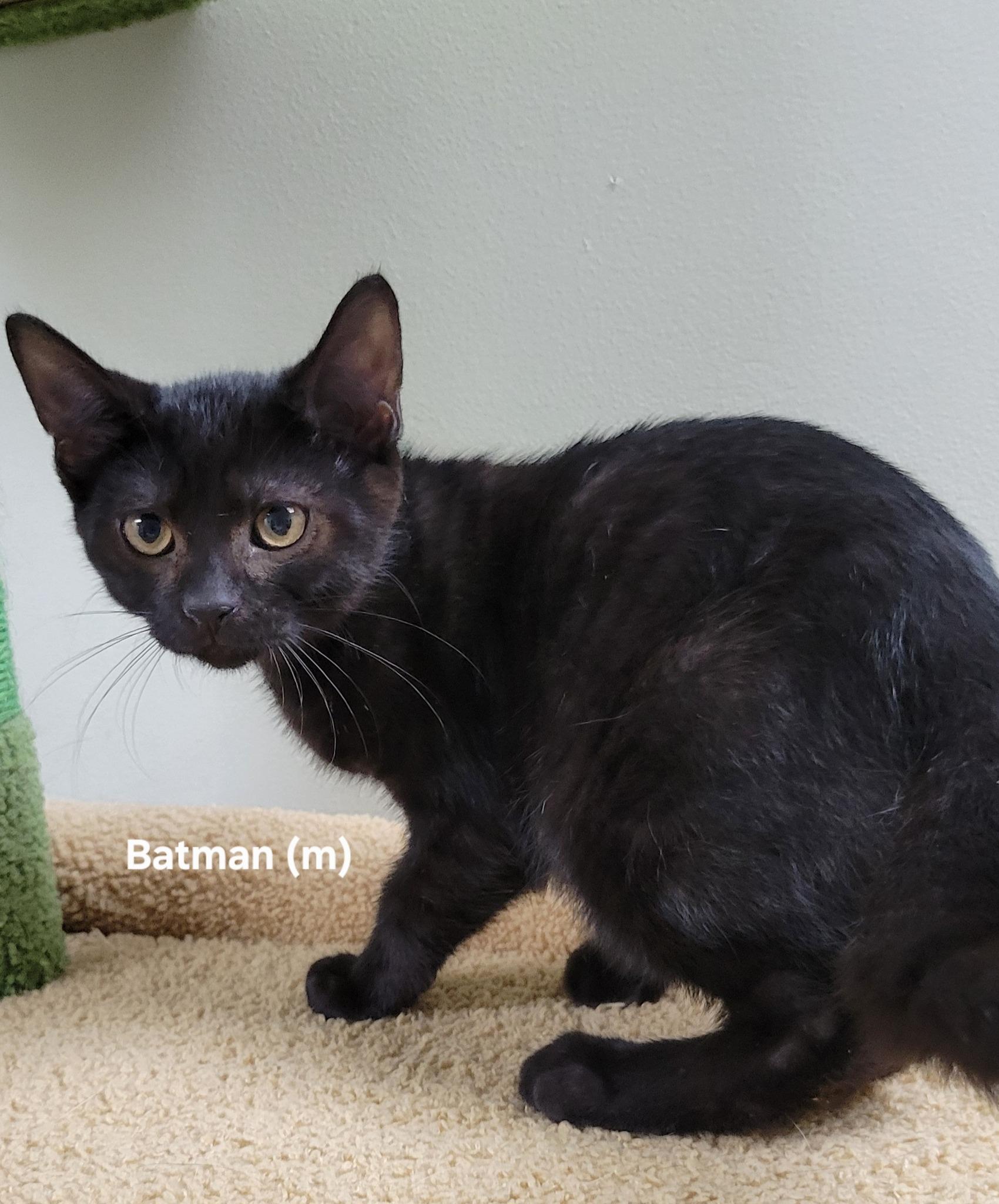Batman, Adoptable, Kitten Male Domestic Short Hair.