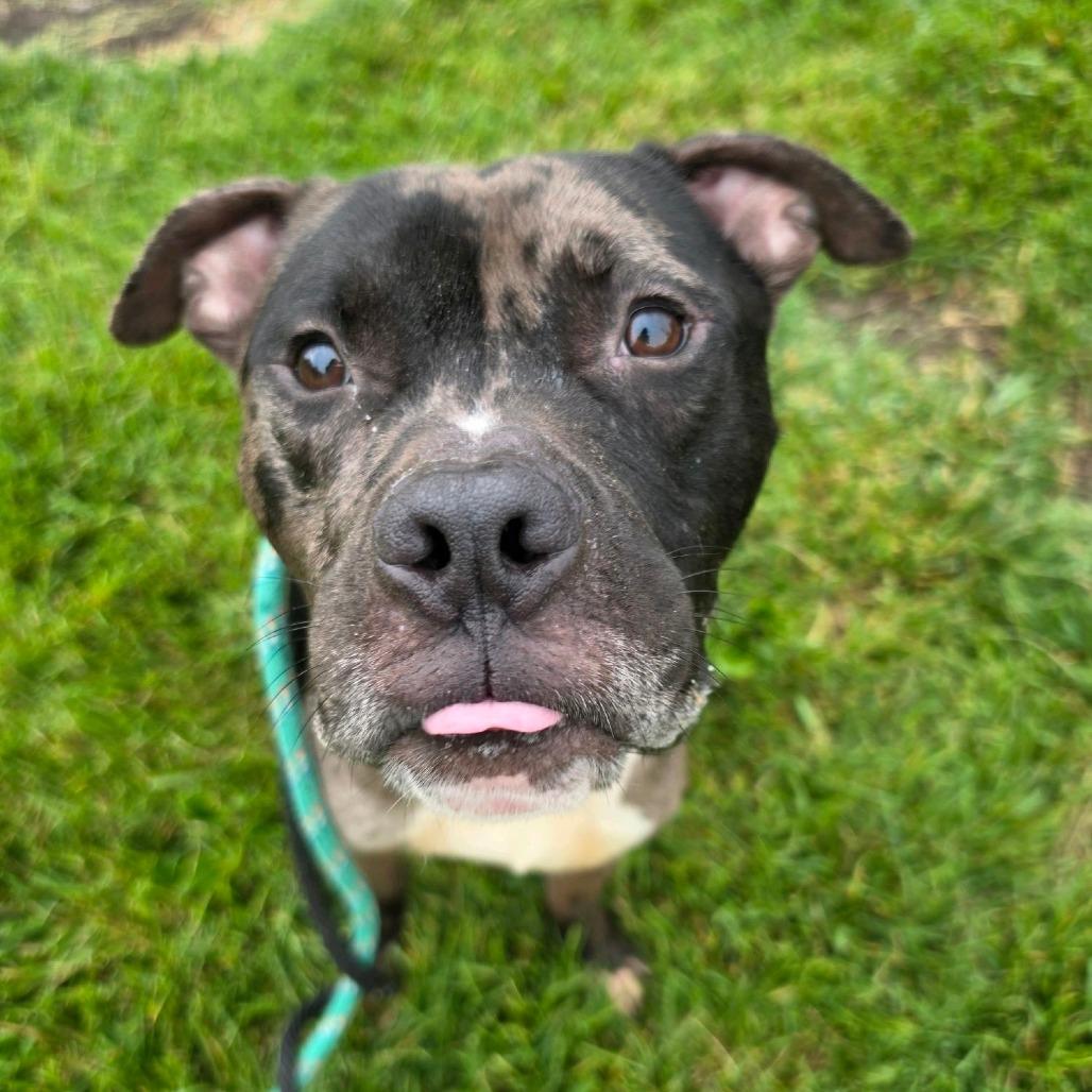 Enlarge Pictionary, a Adoptable mixed breed in St. Louis, MO image 1/6