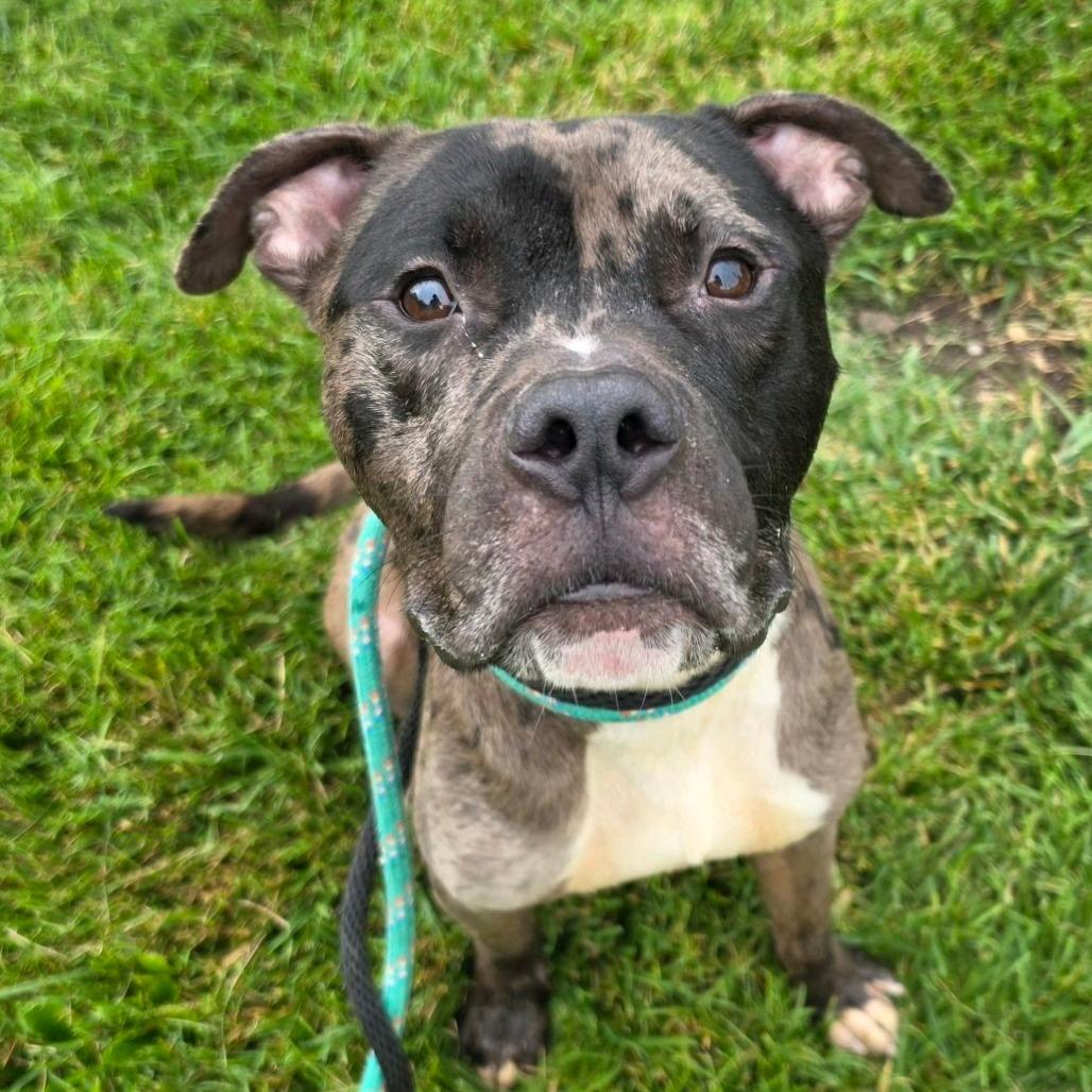 Enlarge Pictionary, a Adoptable mixed breed in St. Louis, MO image 2/6