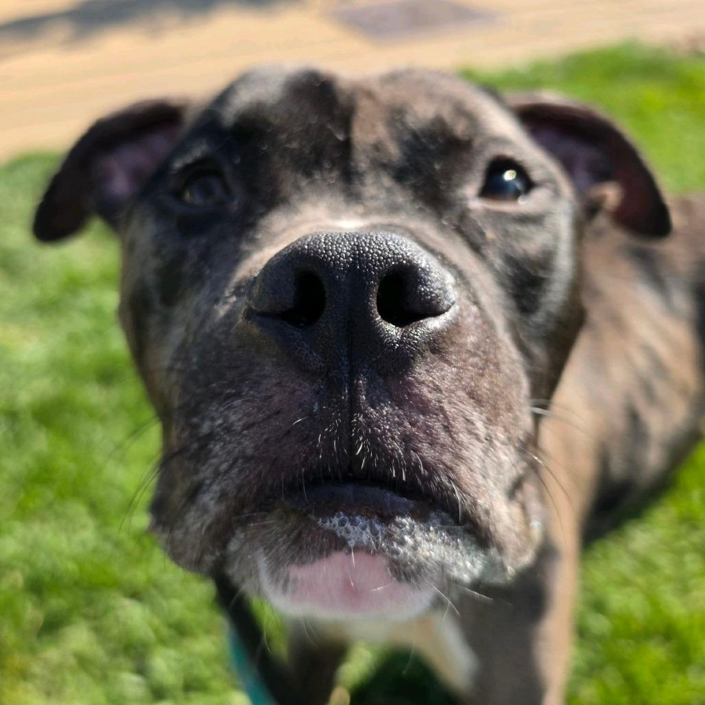 Enlarge Pictionary, a Adoptable mixed breed in St. Louis, MO image 3/6