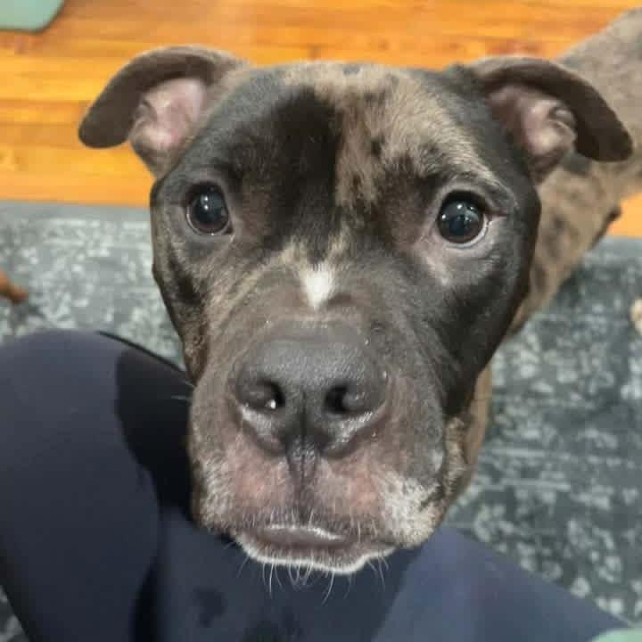 Enlarge Pictionary, a Adoptable mixed breed in St. Louis, MO image 4/6