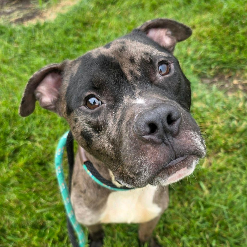 Enlarge Pictionary, a Adoptable mixed breed in St. Louis, MO image 5/6