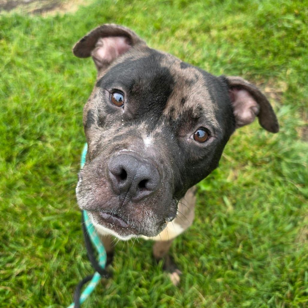 Enlarge Pictionary, a Adoptable mixed breed in St. Louis, MO image 6/6
