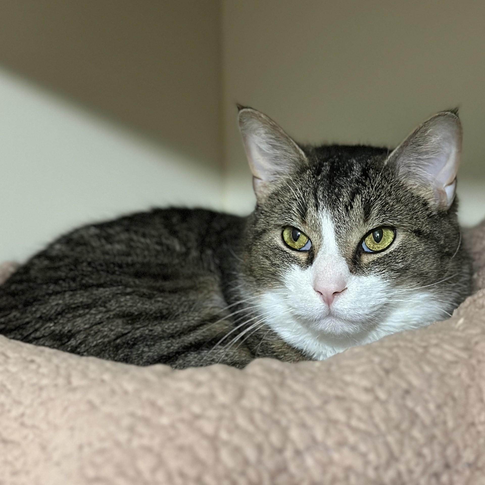 Enlarge Charlie, a ADOPTABLE Domestic Short Hair in Victor, NY image 4/6