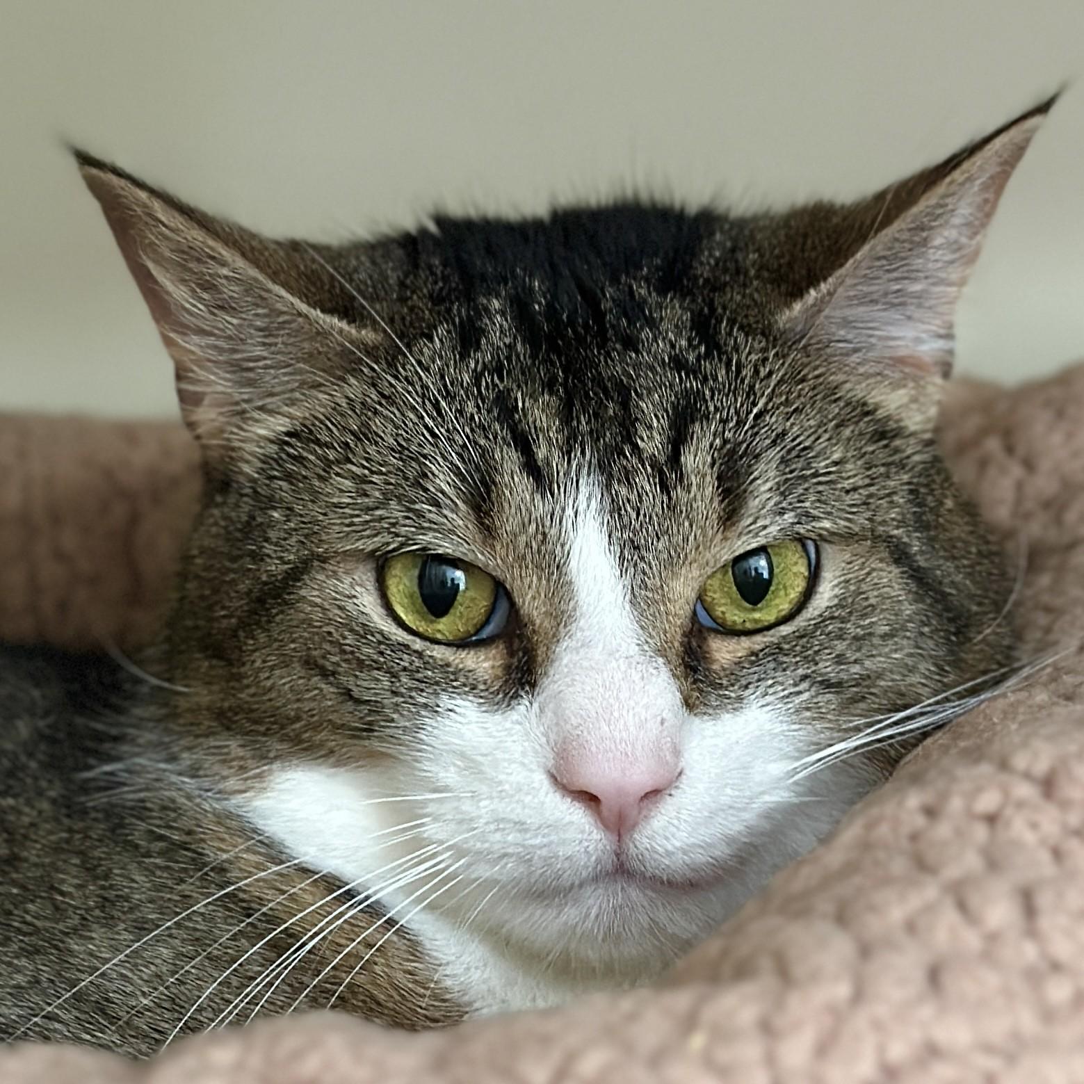 Enlarge Charlie, a ADOPTABLE Domestic Short Hair in Victor, NY image 5/6