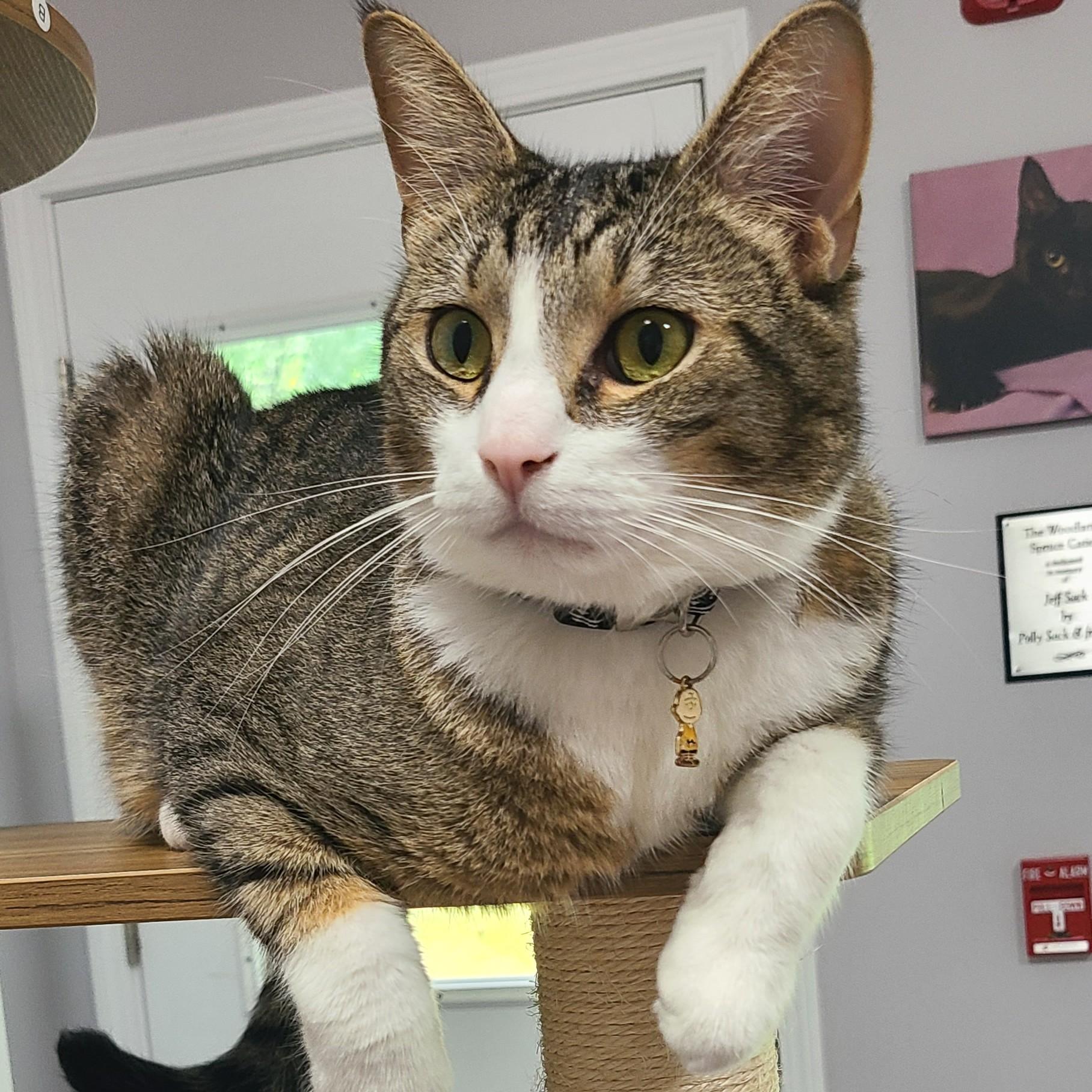 Charlie, ADOPTABLE, Adult Male Domestic Short Hair.