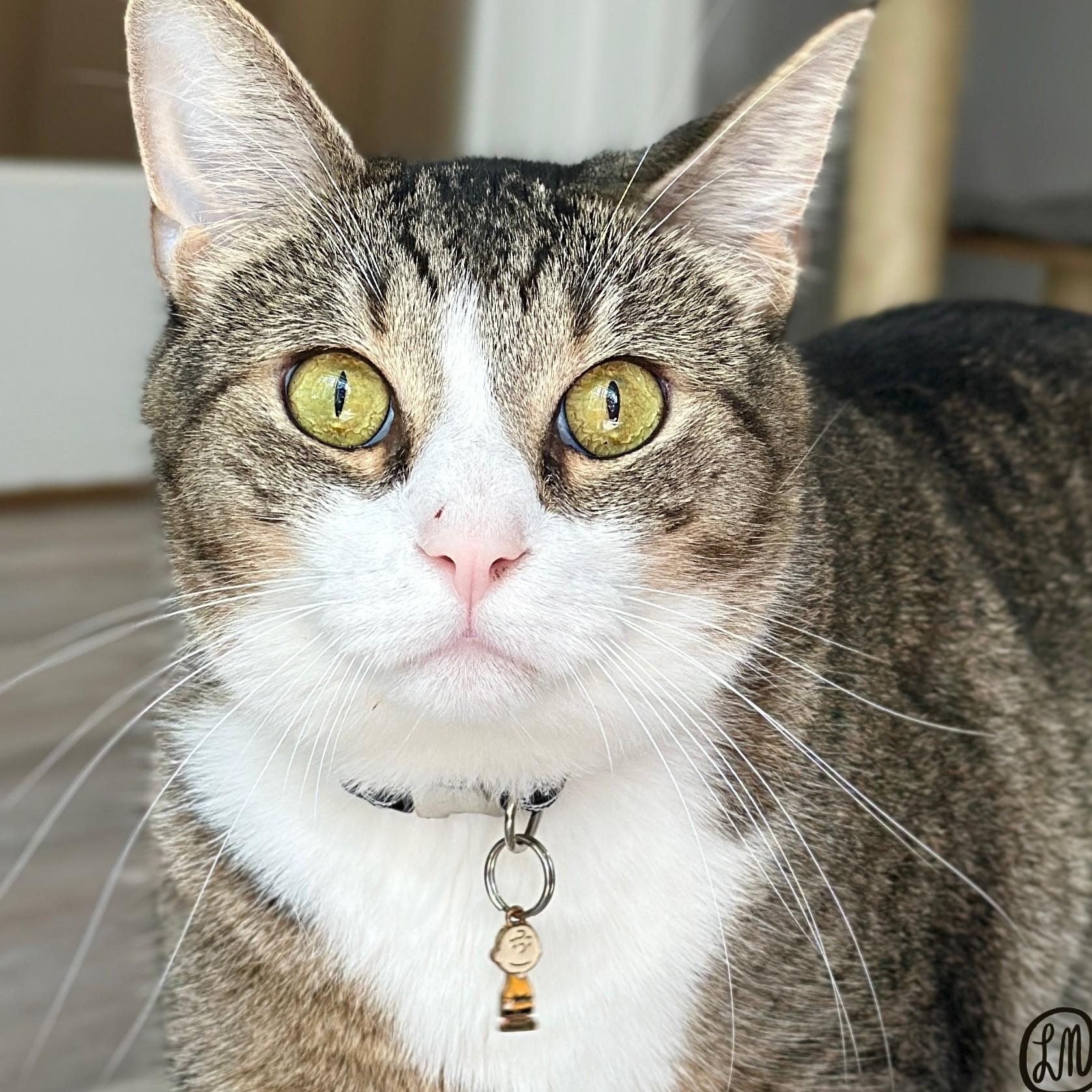 Charlie, ADOPTABLE, Adult Male Domestic Short Hair.