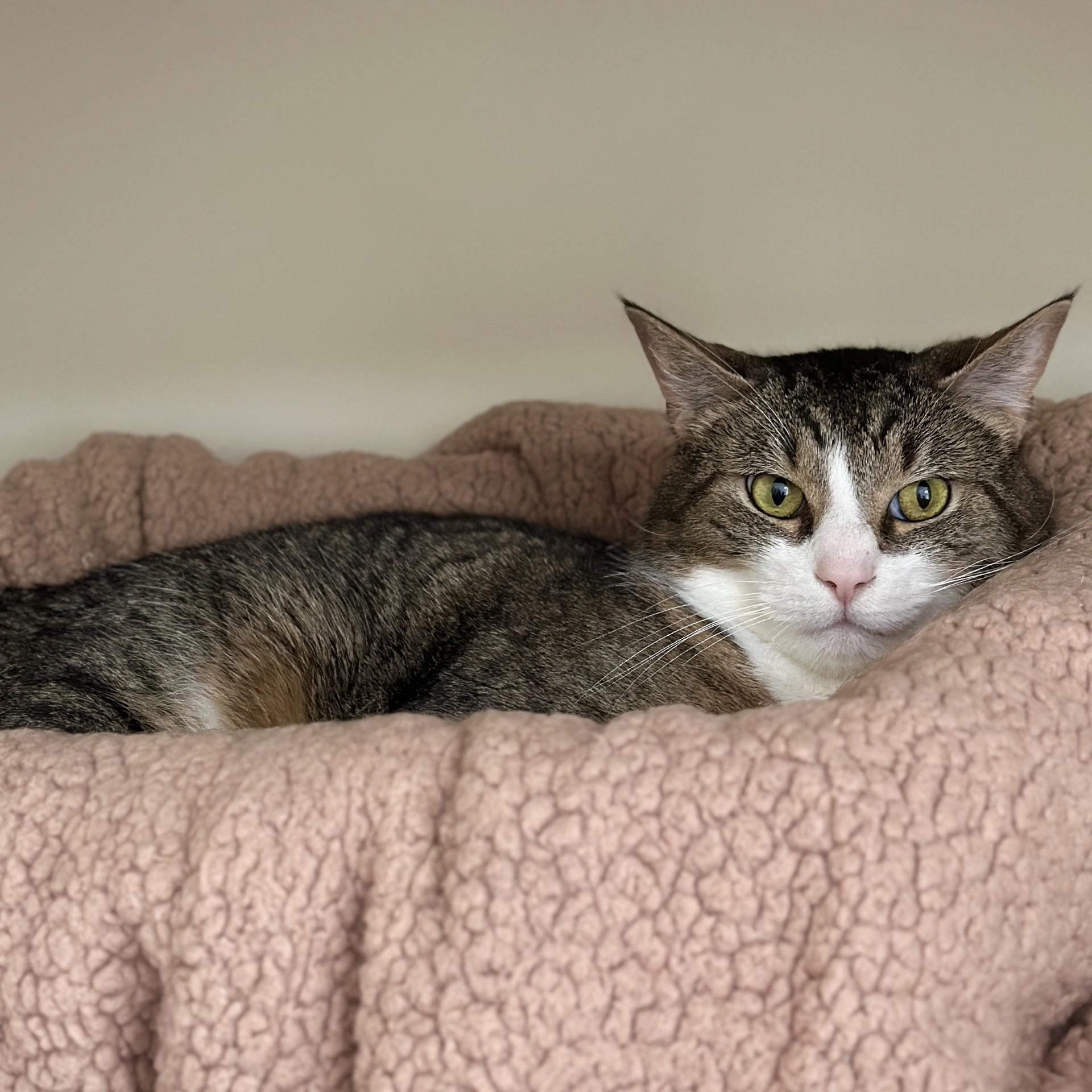 Enlarge Charlie, a ADOPTABLE Domestic Short Hair in Victor, NY image 6/6