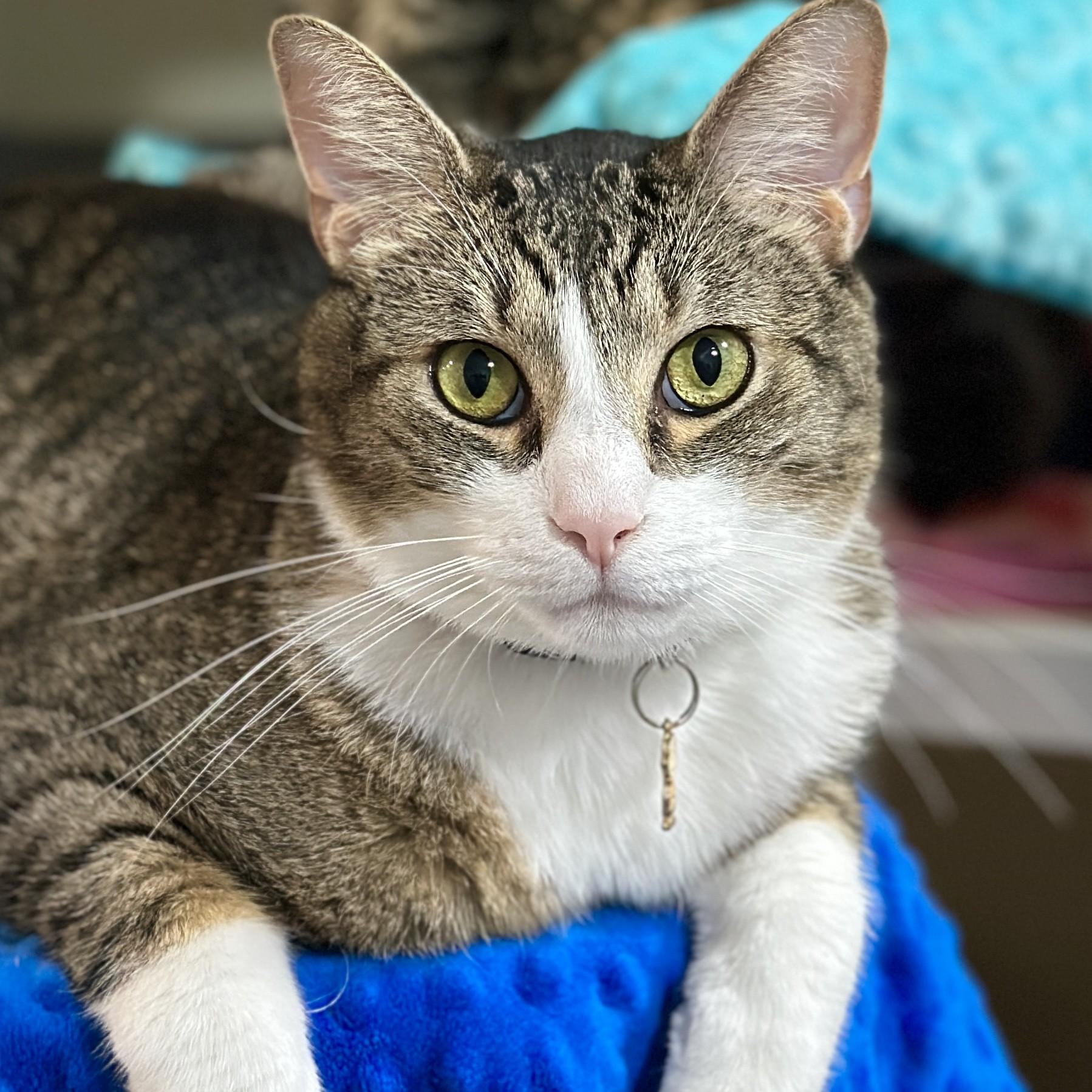 Charlie, ADOPTABLE, Adult Male Domestic Short Hair.