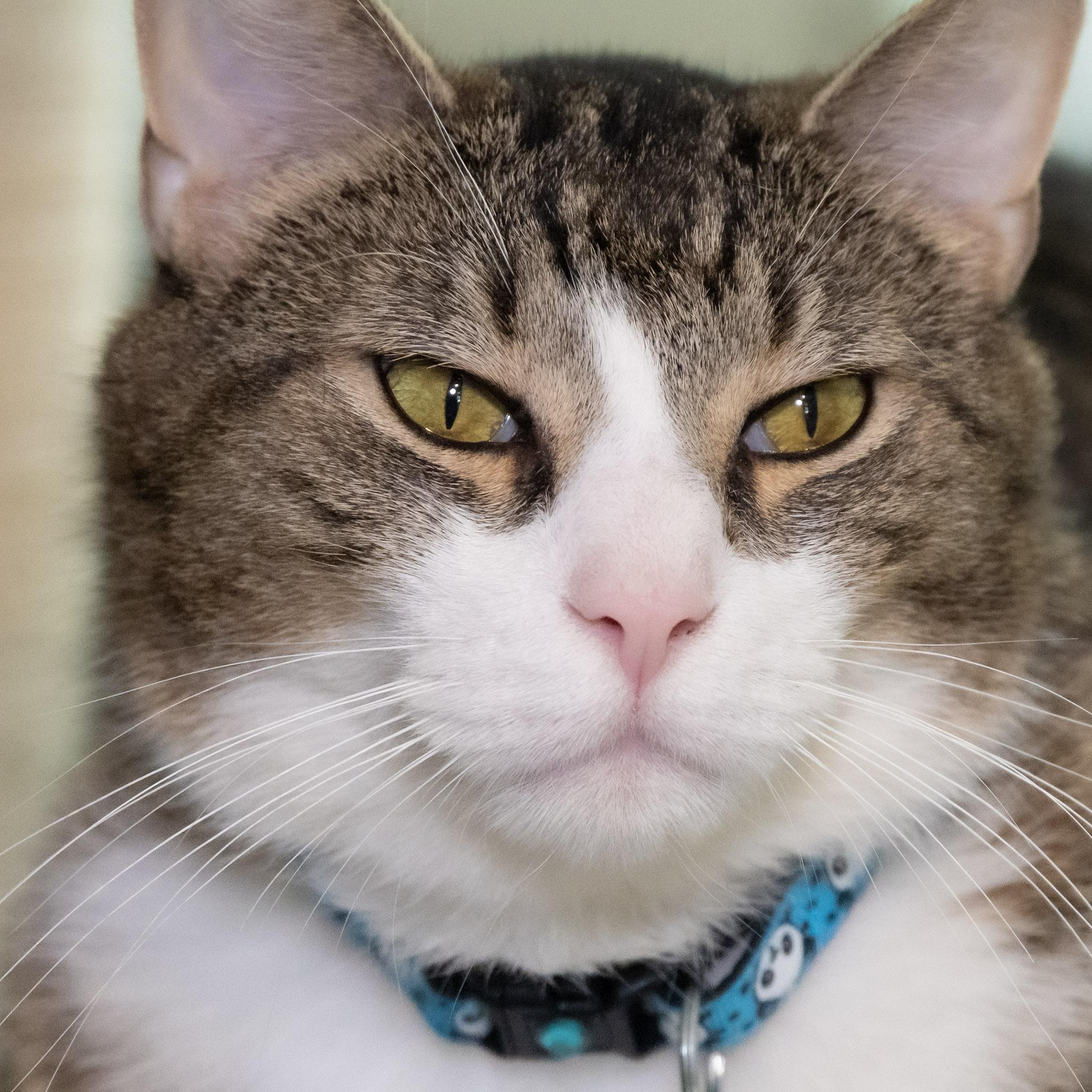 Charlie, ADOPTABLE, Adult Male Domestic Short Hair.