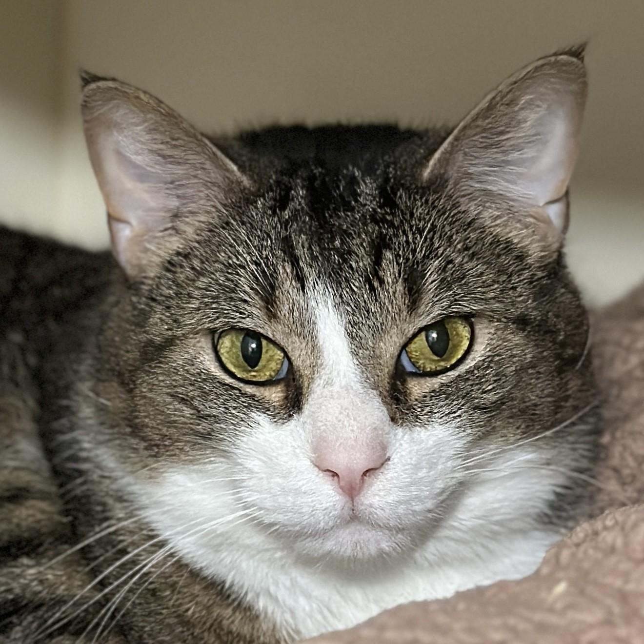 Enlarge Charlie, a ADOPTABLE Domestic Short Hair in Victor, NY image 3/6