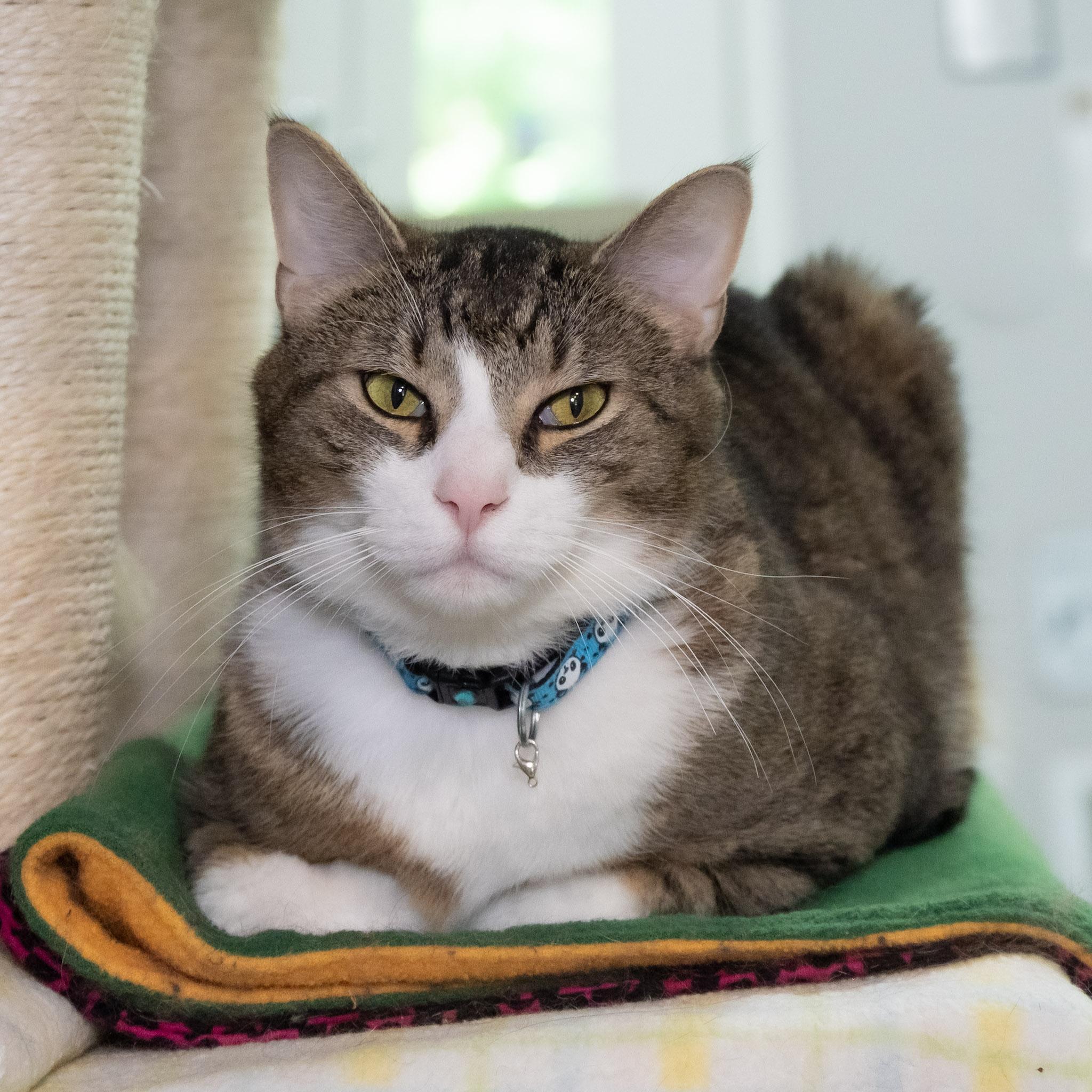 Enlarge Charlie, a ADOPTABLE Domestic Short Hair in Victor, NY image 2/6