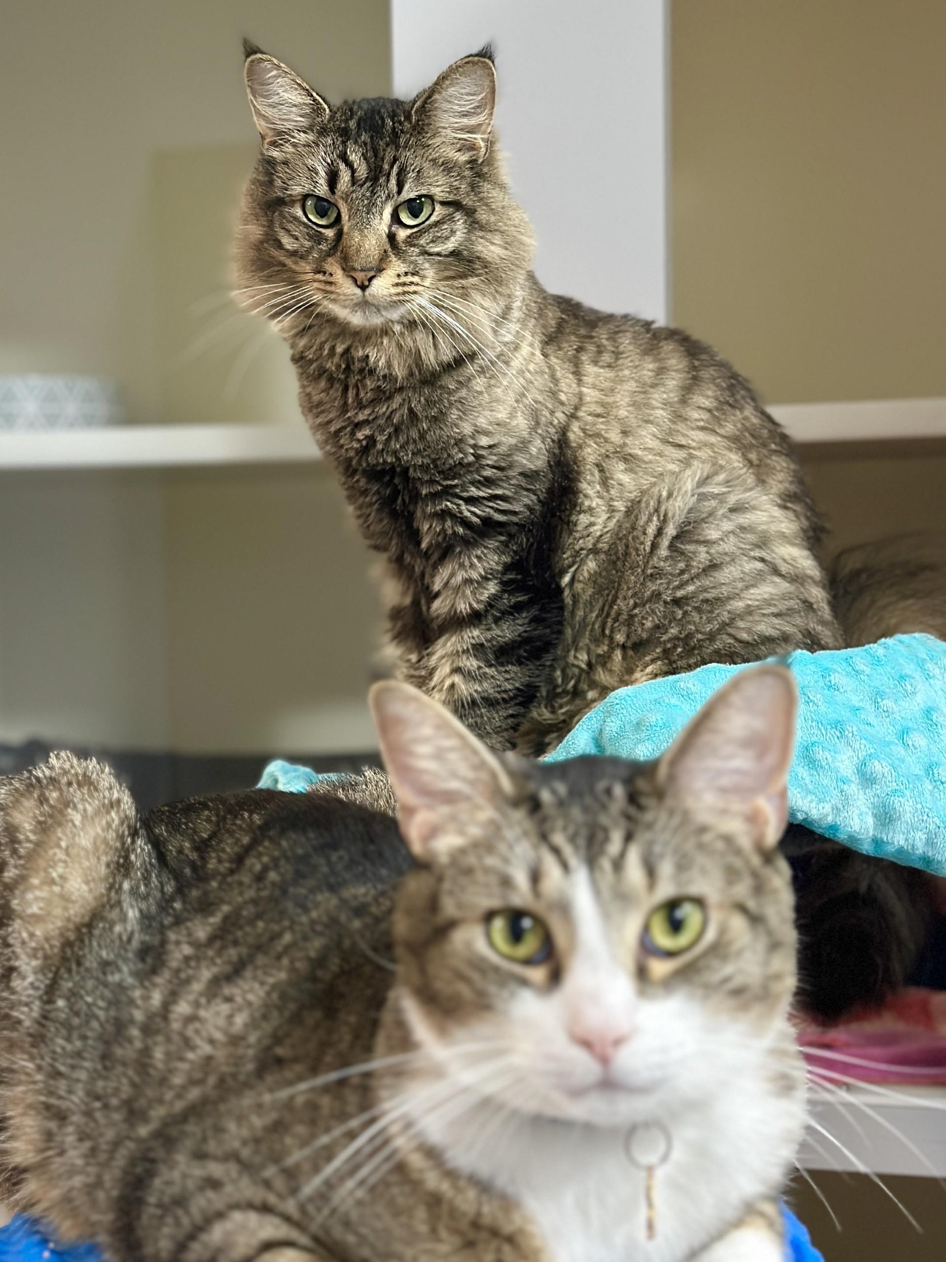 Enlarge Charlie, a ADOPTABLE Domestic Short Hair in Victor, NY image 6/6