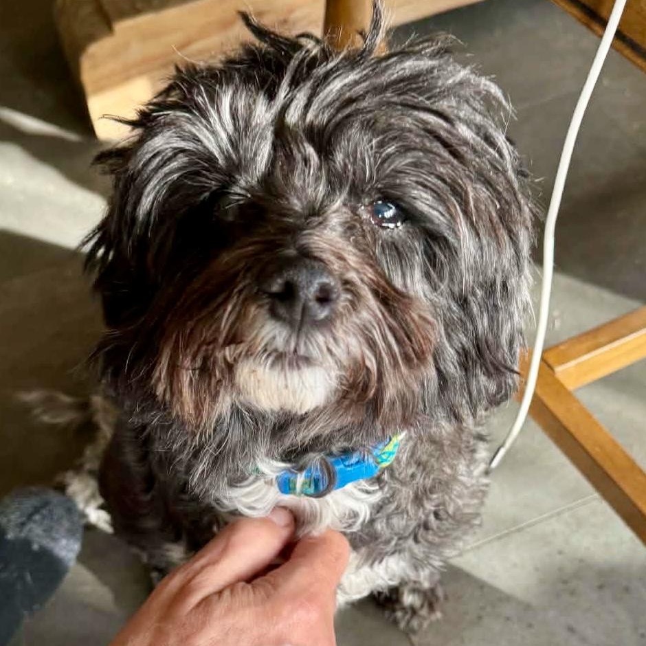 Mabel in Colorado, a ADOPTABLE mixed breed in Fort Collins, CO image 5/6