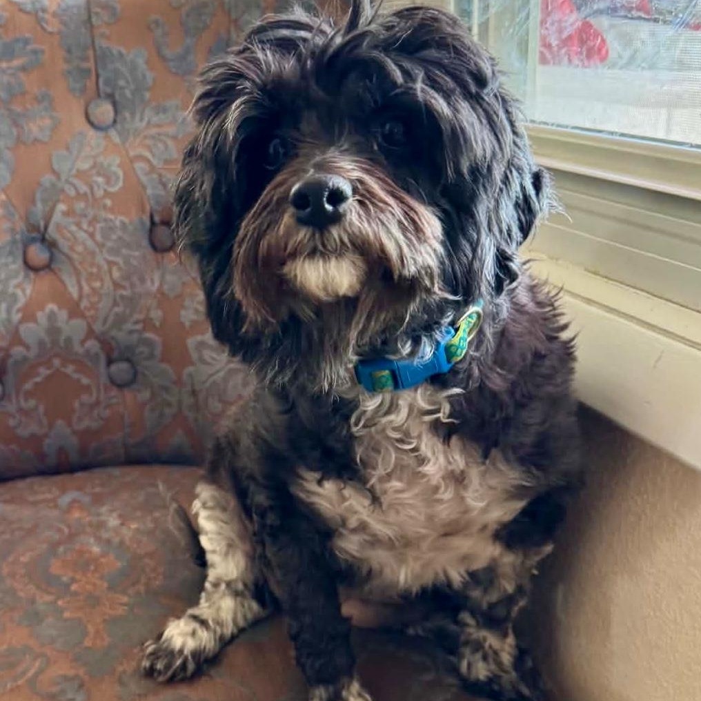 Mabel in Colorado, a ADOPTABLE mixed breed in Fort Collins, CO image 6/6