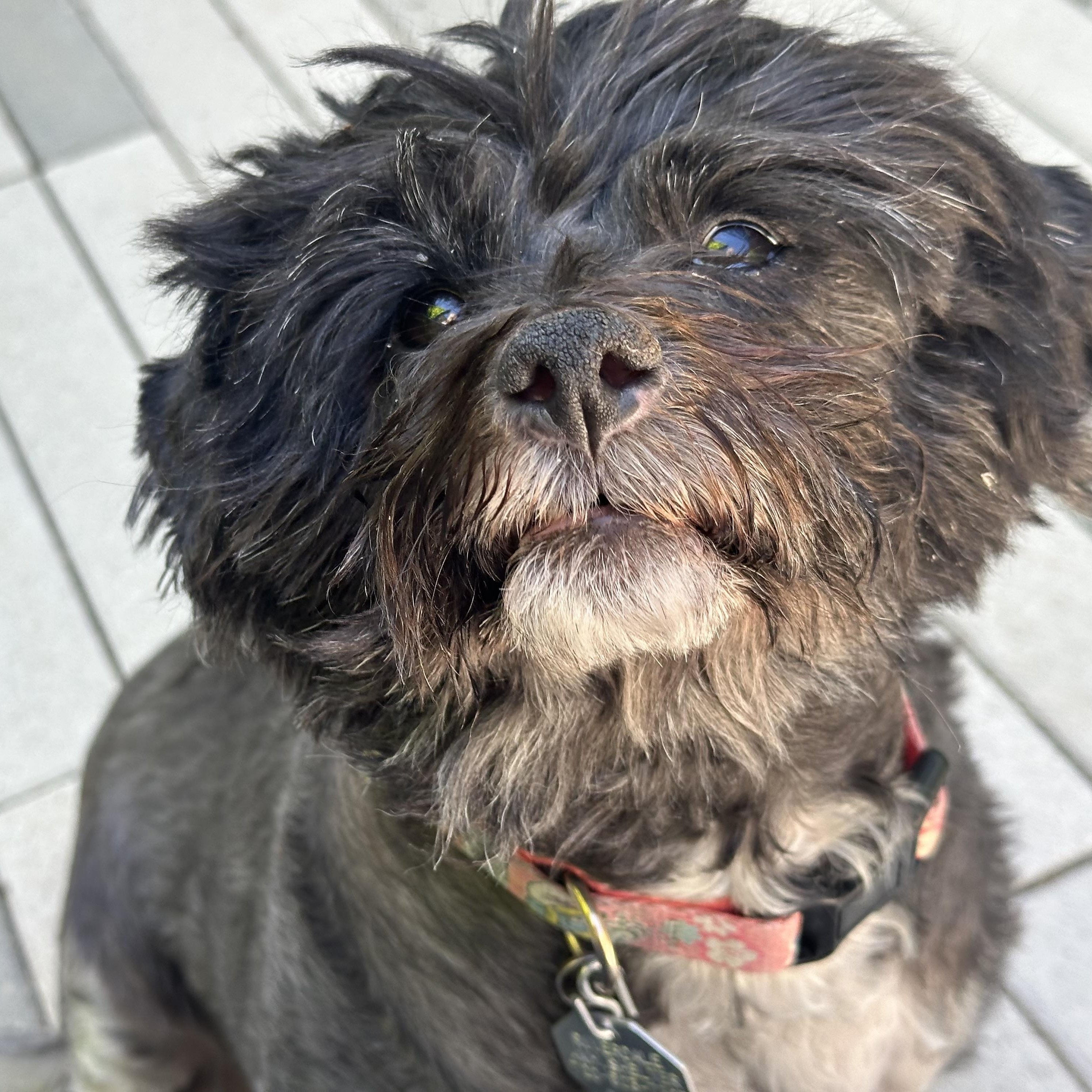 Mabel in Colorado, ADOPTABLE, Senior Female Havanese.