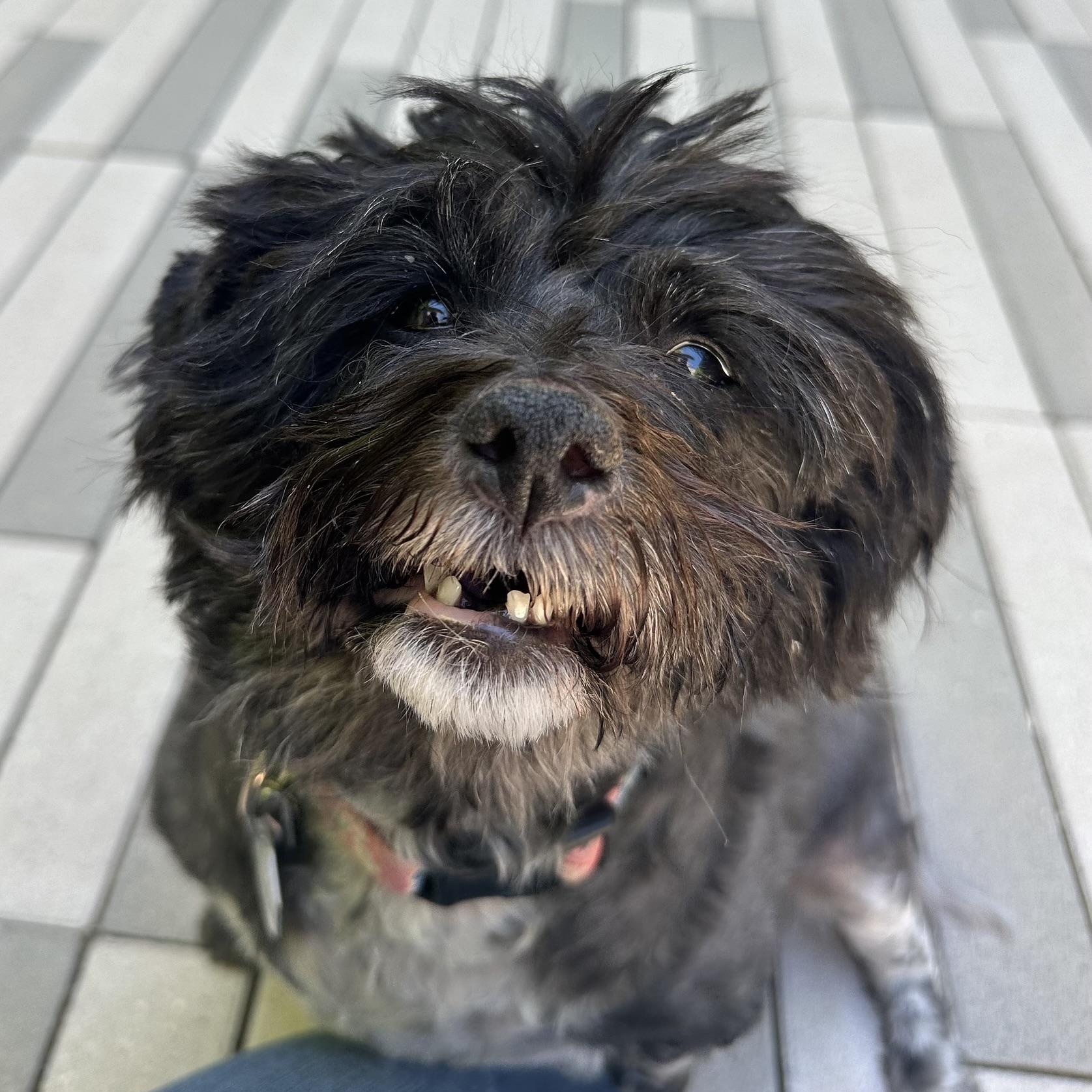 Mabel in Colorado, a ADOPTABLE mixed breed in Fort Collins, CO image 3/6