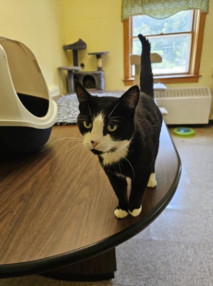 Chicken — thumbnail 2