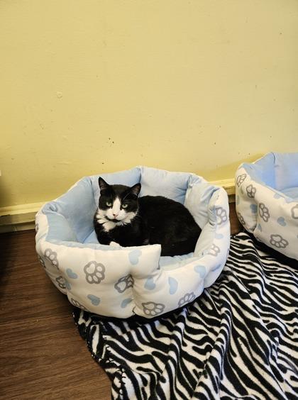 Chicken — thumbnail 3