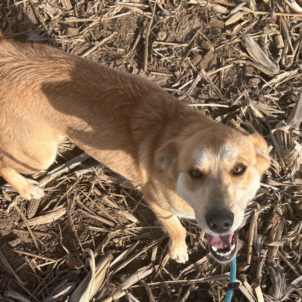 Helen, a Adoptable Yellow Labrador Retriever in Bendena, KS image 1/4