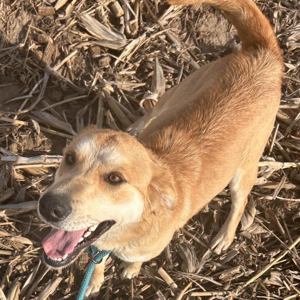 Helen, a Adoptable Yellow Labrador Retriever in Bendena, KS image 2/4