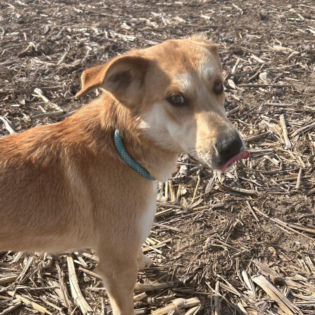 Helen, a Adoptable Yellow Labrador Retriever in Bendena, KS image 3/4