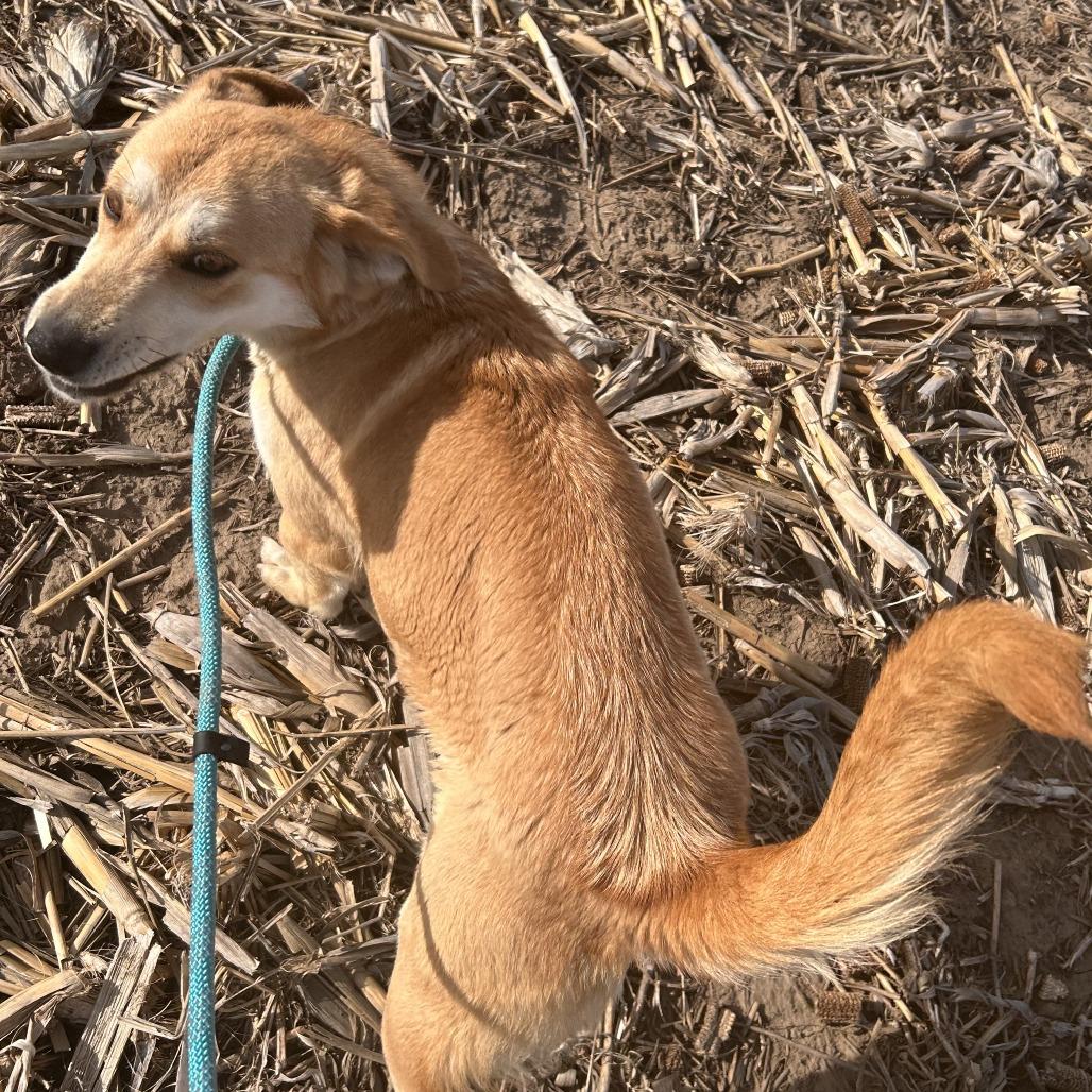Helen, a Adoptable Yellow Labrador Retriever in Bendena, KS image 4/4