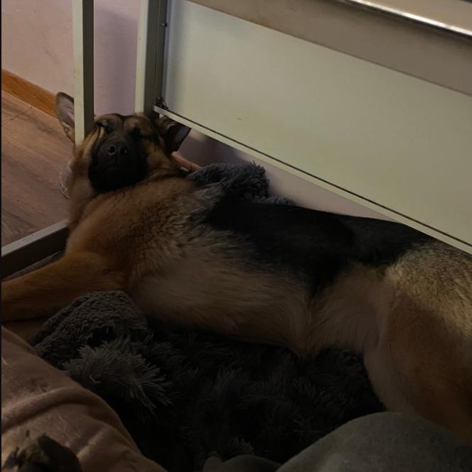 Becca, Adoptable, Young Female German Shepherd Dog.