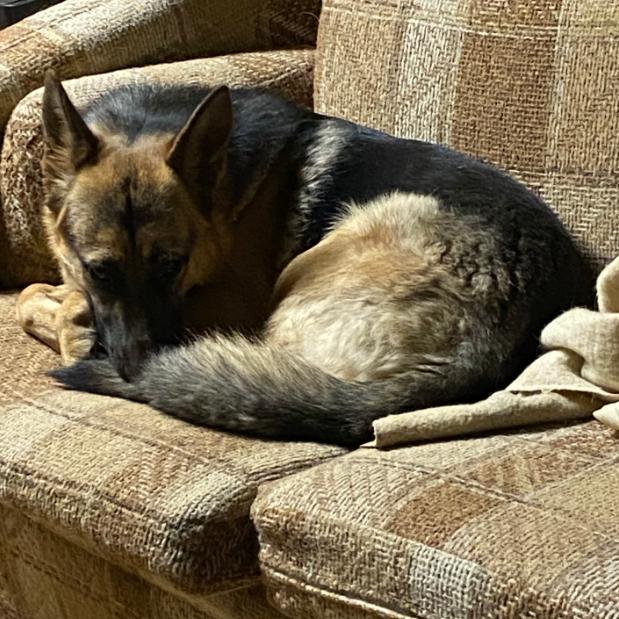 Enlarge Becca, a Adoptable German Shepherd Dog in Mount Shasta, CA image 3/4
