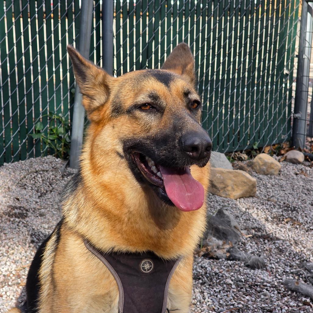 Enlarge Becca, a Adoptable German Shepherd Dog in Mount Shasta, CA image 4/4