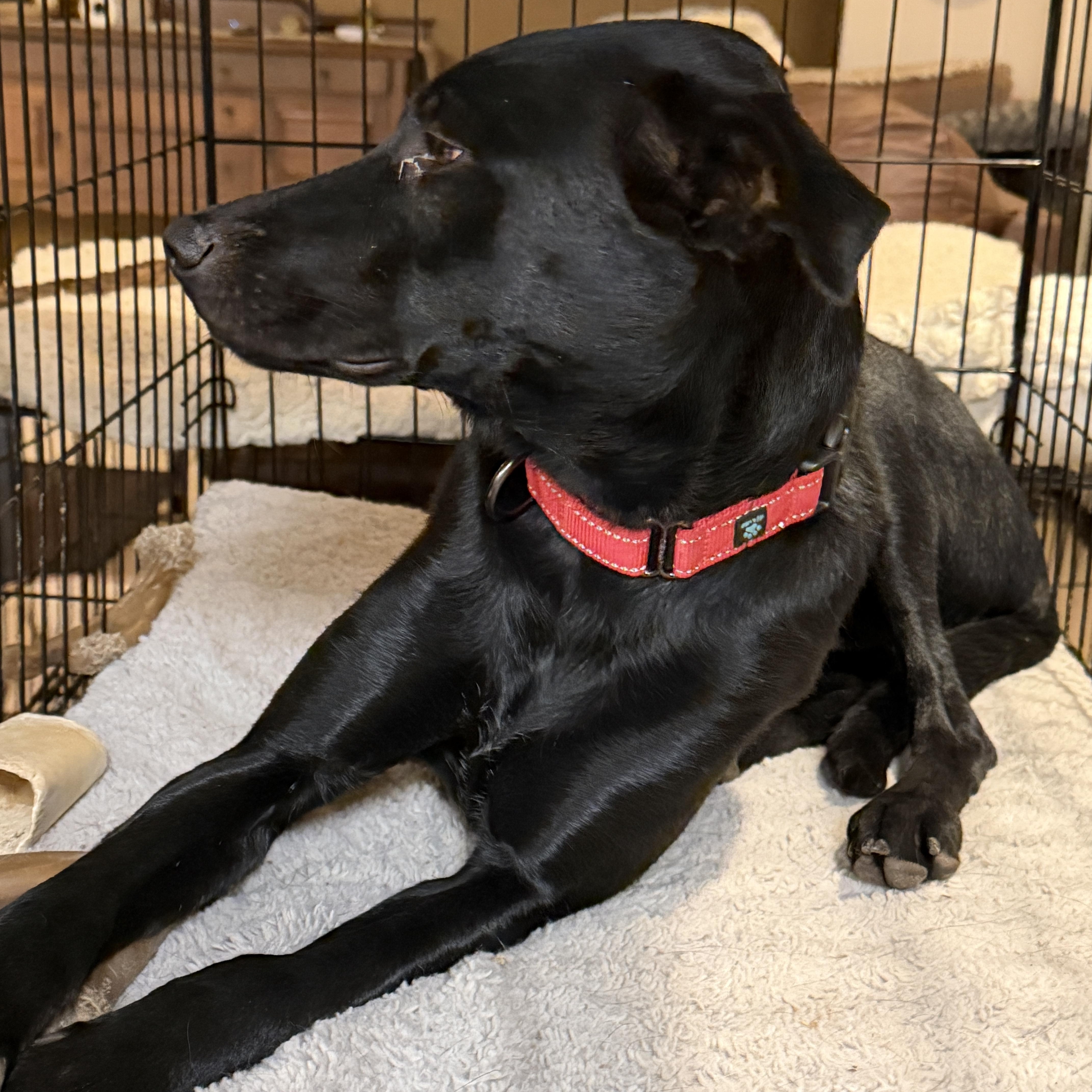 Enlarge Mya, a Adoptable mixed breed in Gilbert, AZ image 6/6