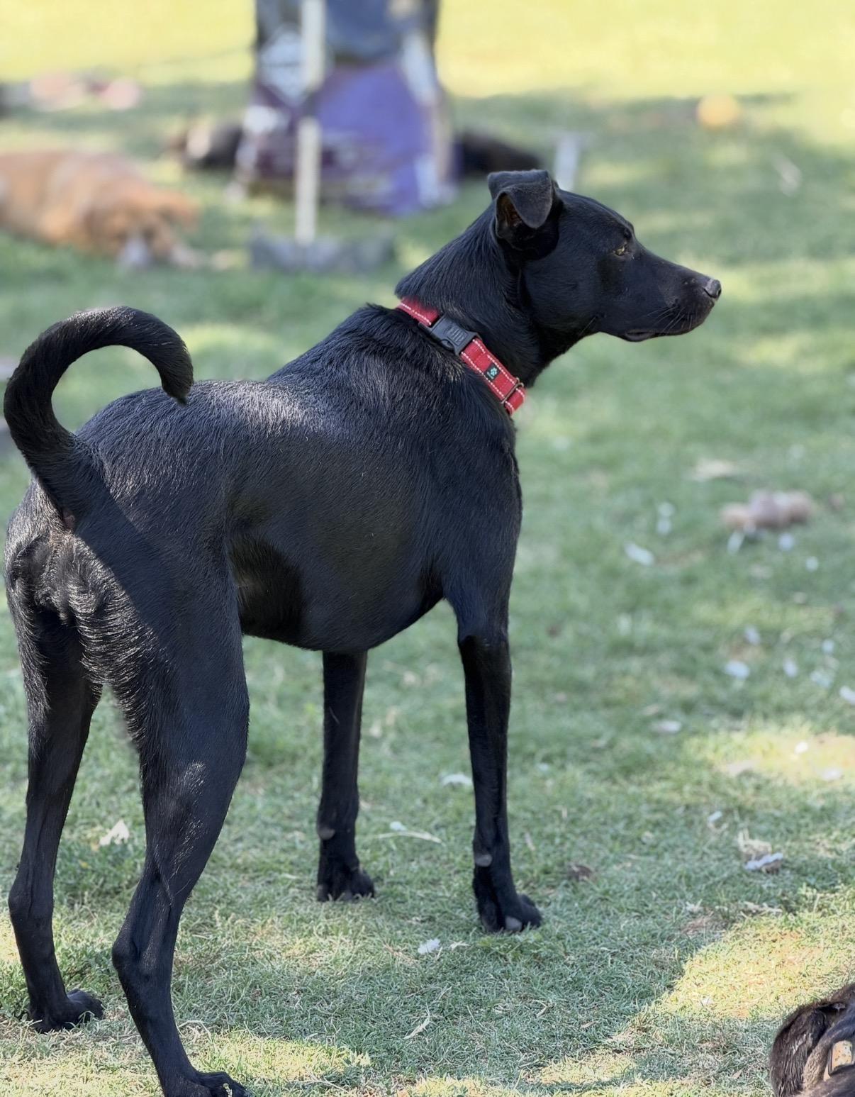 Mya, a Adoptable mixed breed in Gilbert, AZ image 6/6