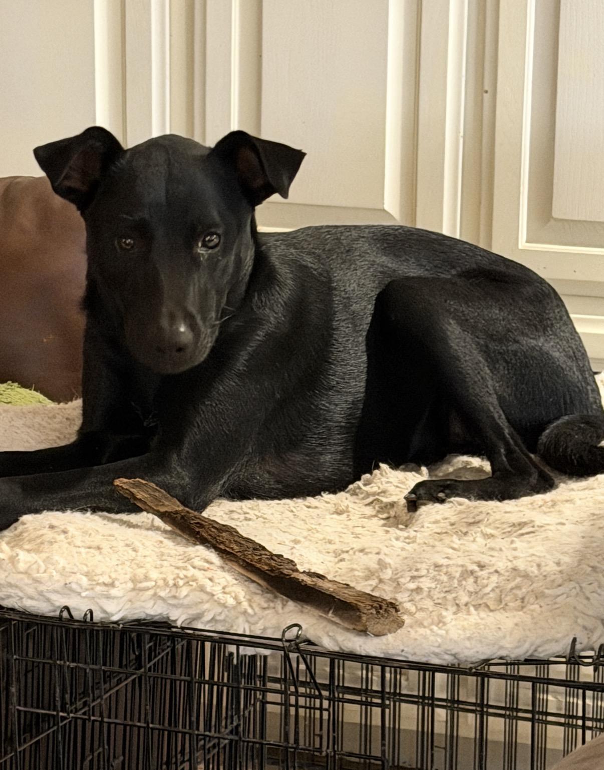 Enlarge Mya, a Adoptable mixed breed in Gilbert, AZ image 1/6