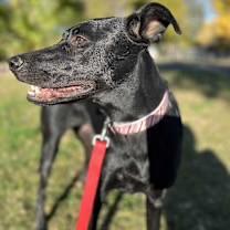 Mya, Adoptable, Young Female Doberman Pinscher & Greyhound.