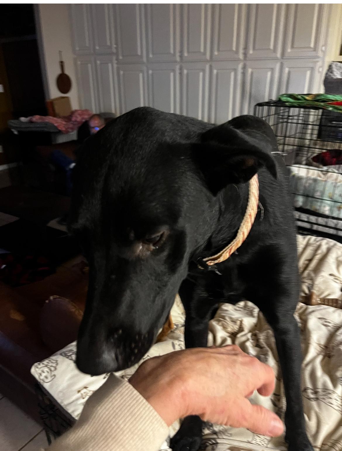 Enlarge Mya, a Adoptable mixed breed in Gilbert, AZ image 3/5