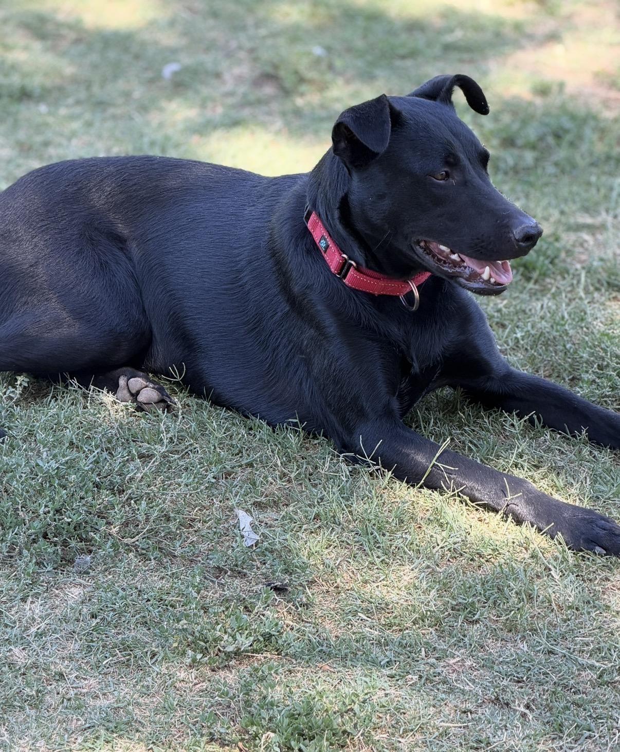 Mya, a Adoptable mixed breed in Gilbert, AZ image 5/6