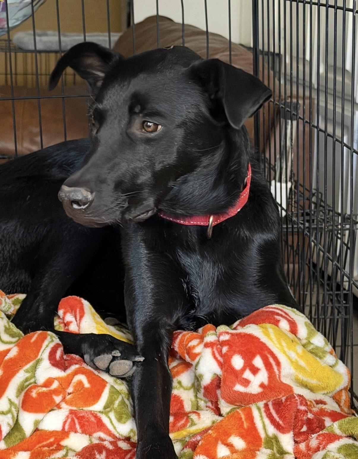 Mya, Adoptable, Adult Female Black Labrador Retriever & Greyhound.