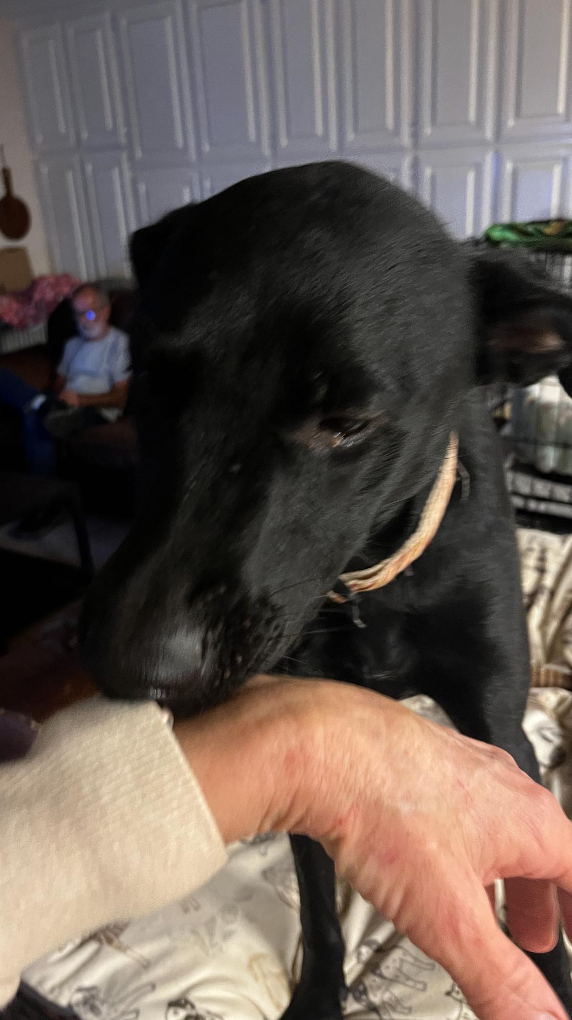 Enlarge Mya, a Adoptable mixed breed in Gilbert, AZ image 5/5