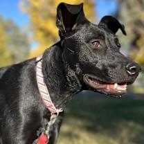 Mya, Adoptable, Young Female Australian Kelpie & Black Labrador Retriever.