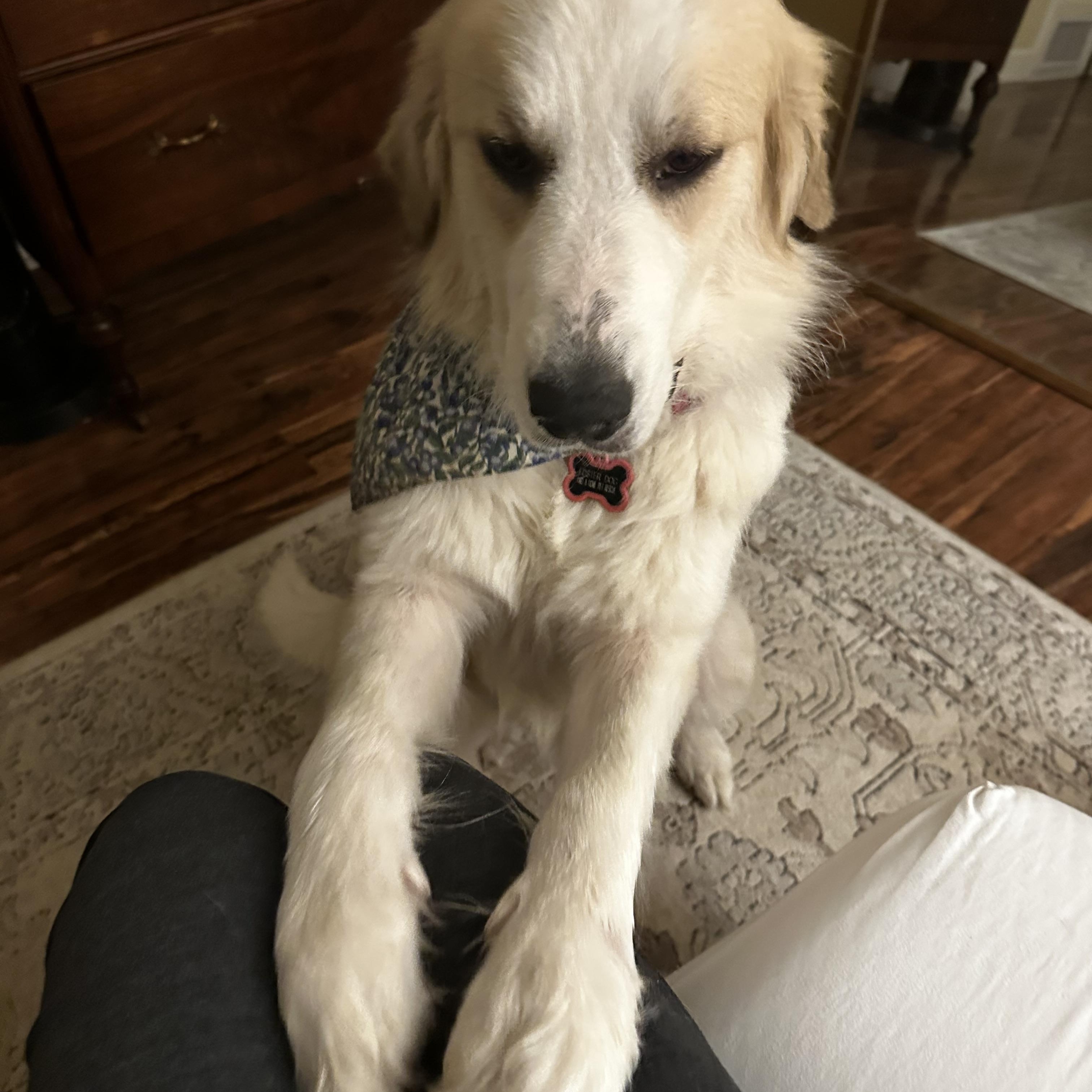Enlarge Frances, a Adoptable Great Pyrenees in Naperville, IL image 3/6