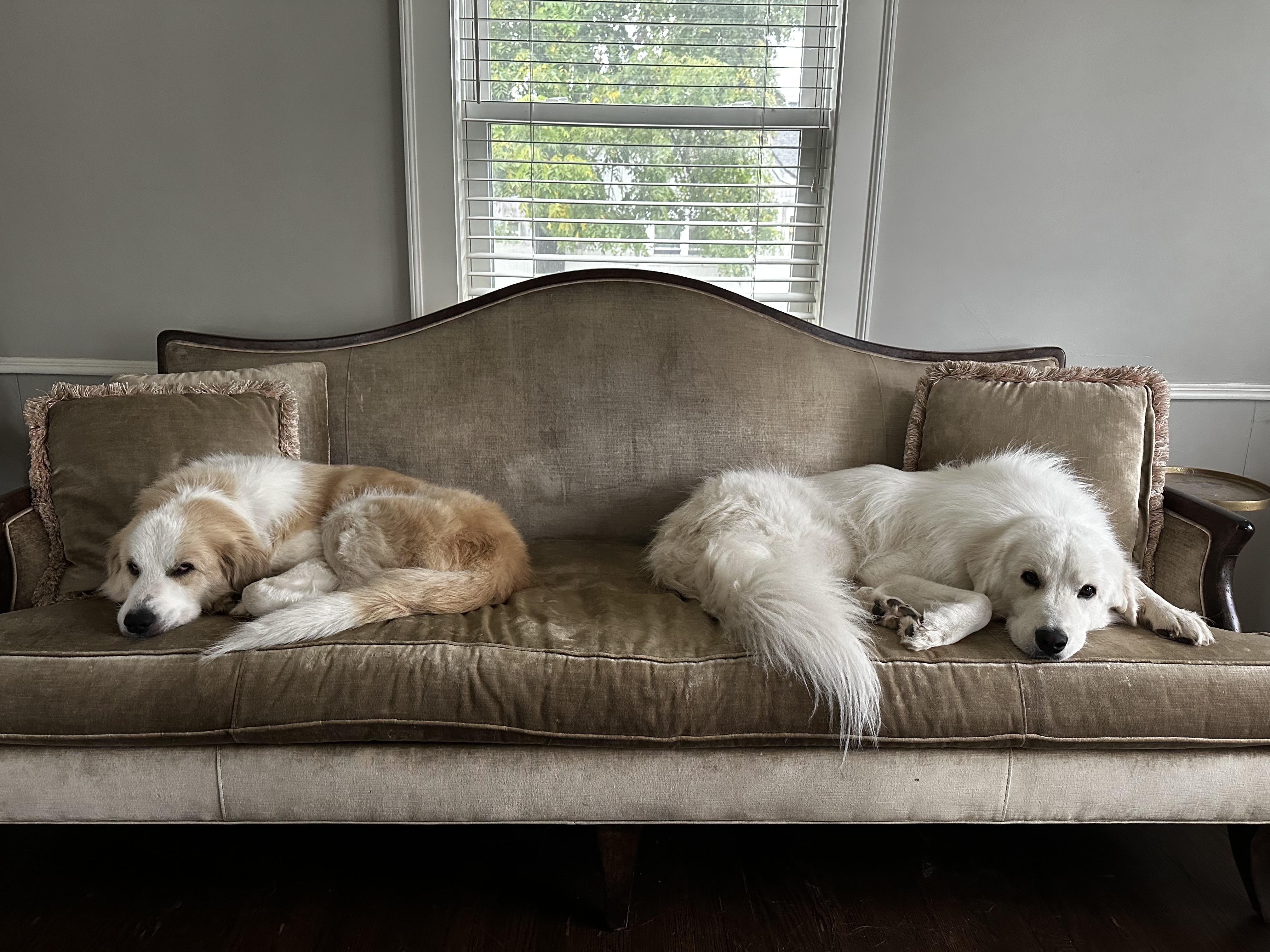 Enlarge Frances, a Adoptable Great Pyrenees in Naperville, IL image 4/6