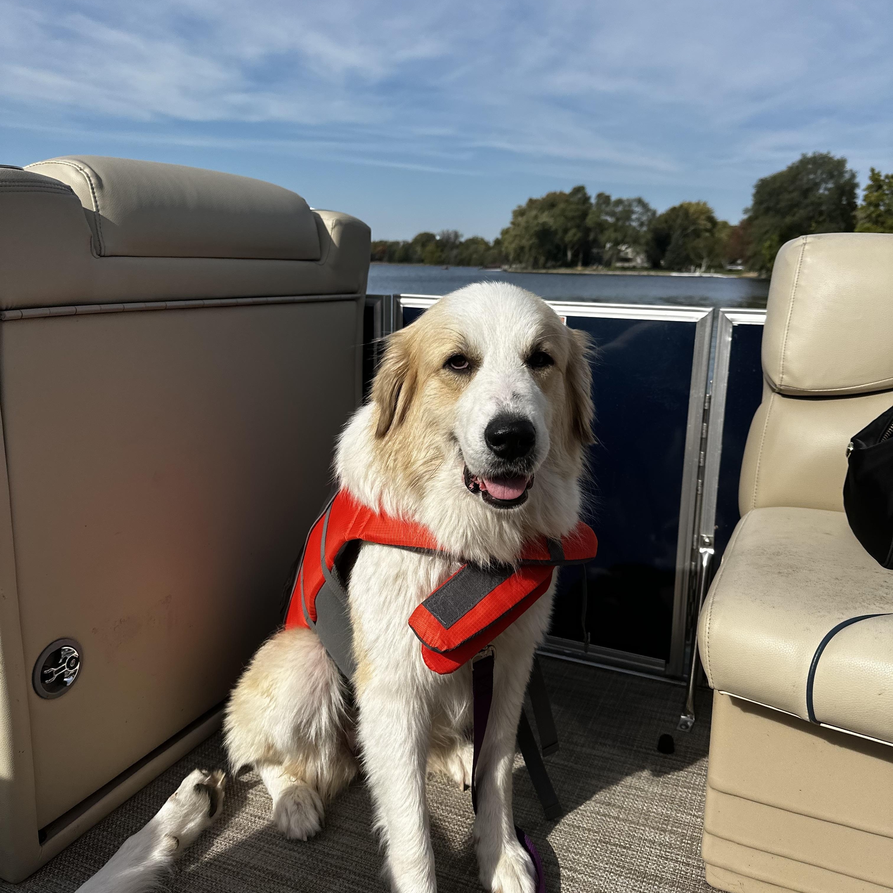 Enlarge Frances, a Adoptable Great Pyrenees in Naperville, IL image 1/6