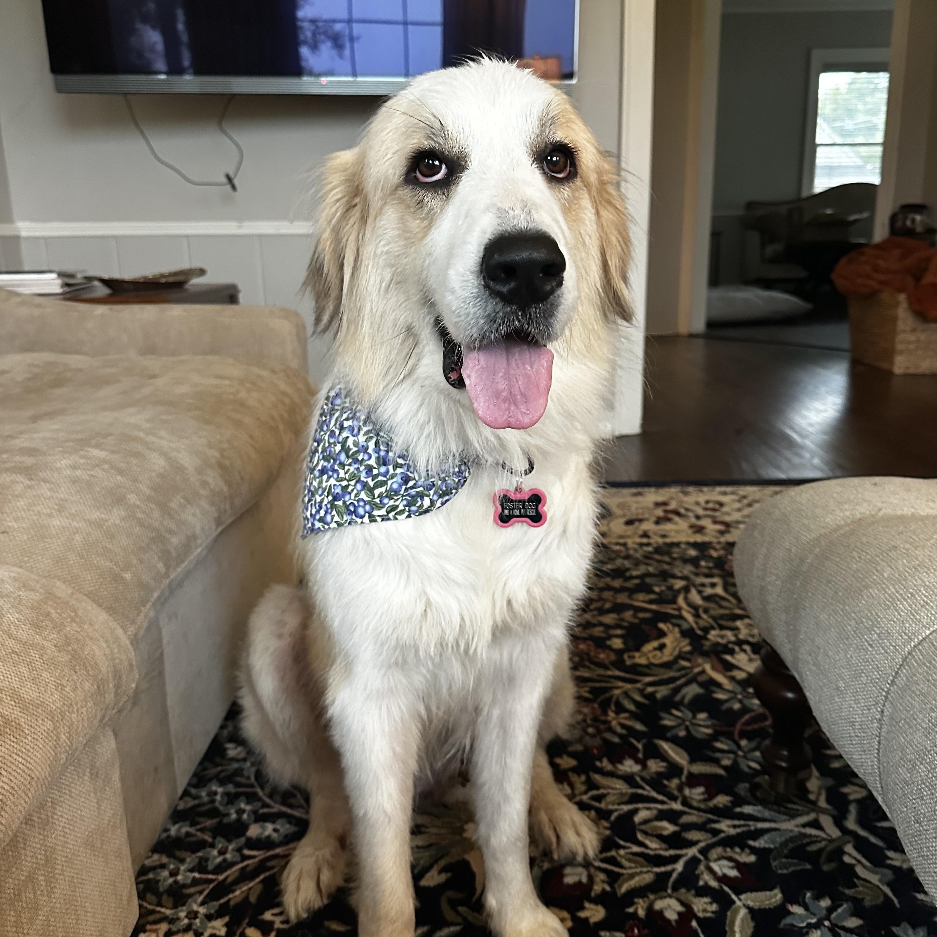 Enlarge Frances, a Adoptable Great Pyrenees in Naperville, IL image 6/6