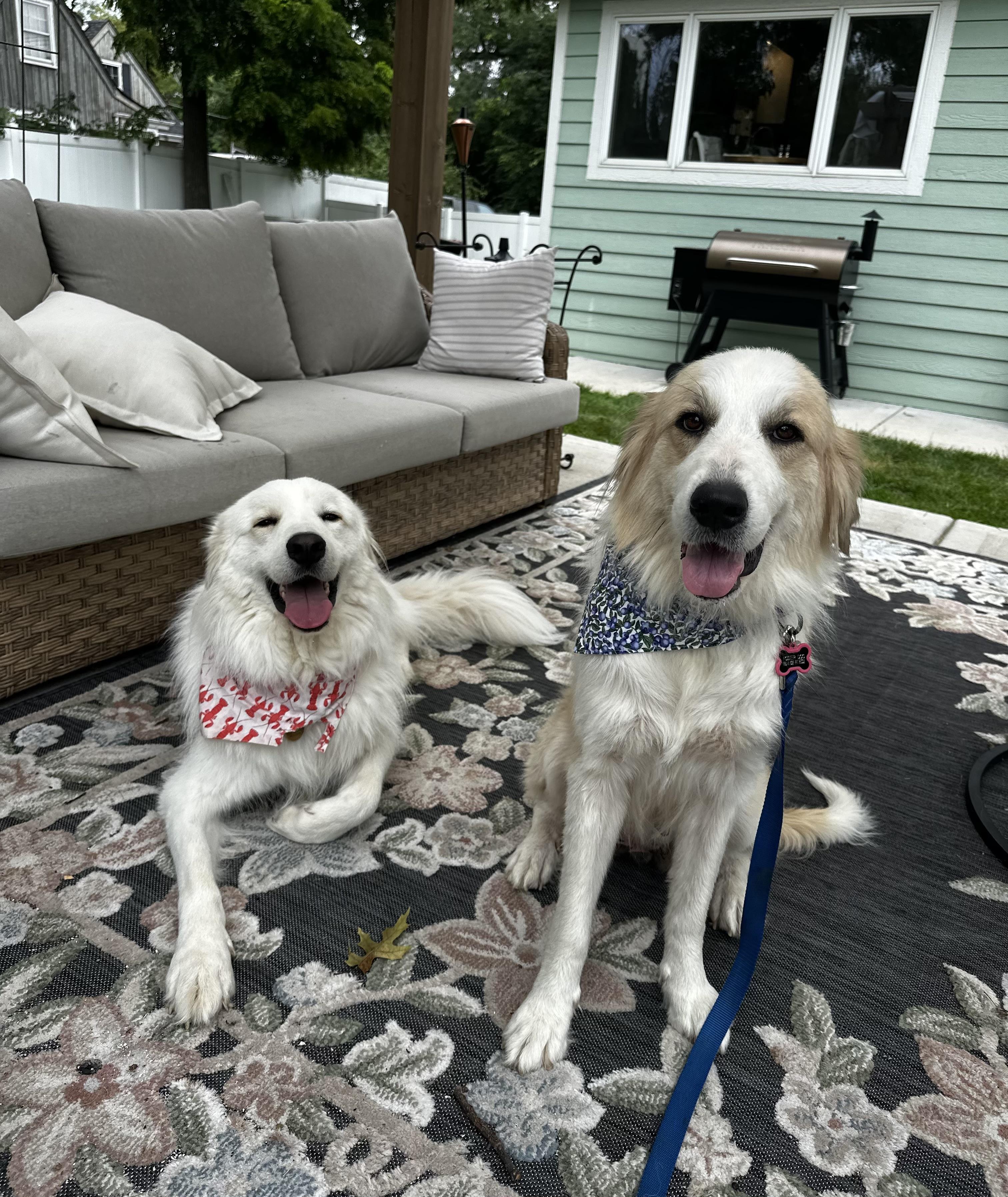 Enlarge Frances, a Adoptable Great Pyrenees in Naperville, IL image 5/6