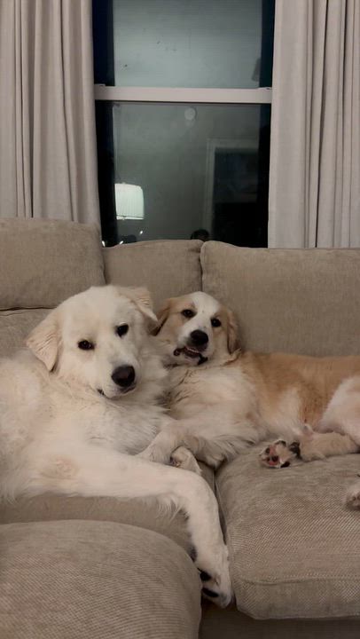 Enlarge Frances, a Adoptable Great Pyrenees in Naperville, IL video 2/6