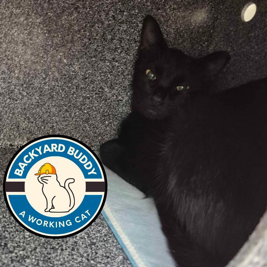 Enlarge Savage, a Adoptable Domestic Short Hair in Gloucester, VA image 1/1