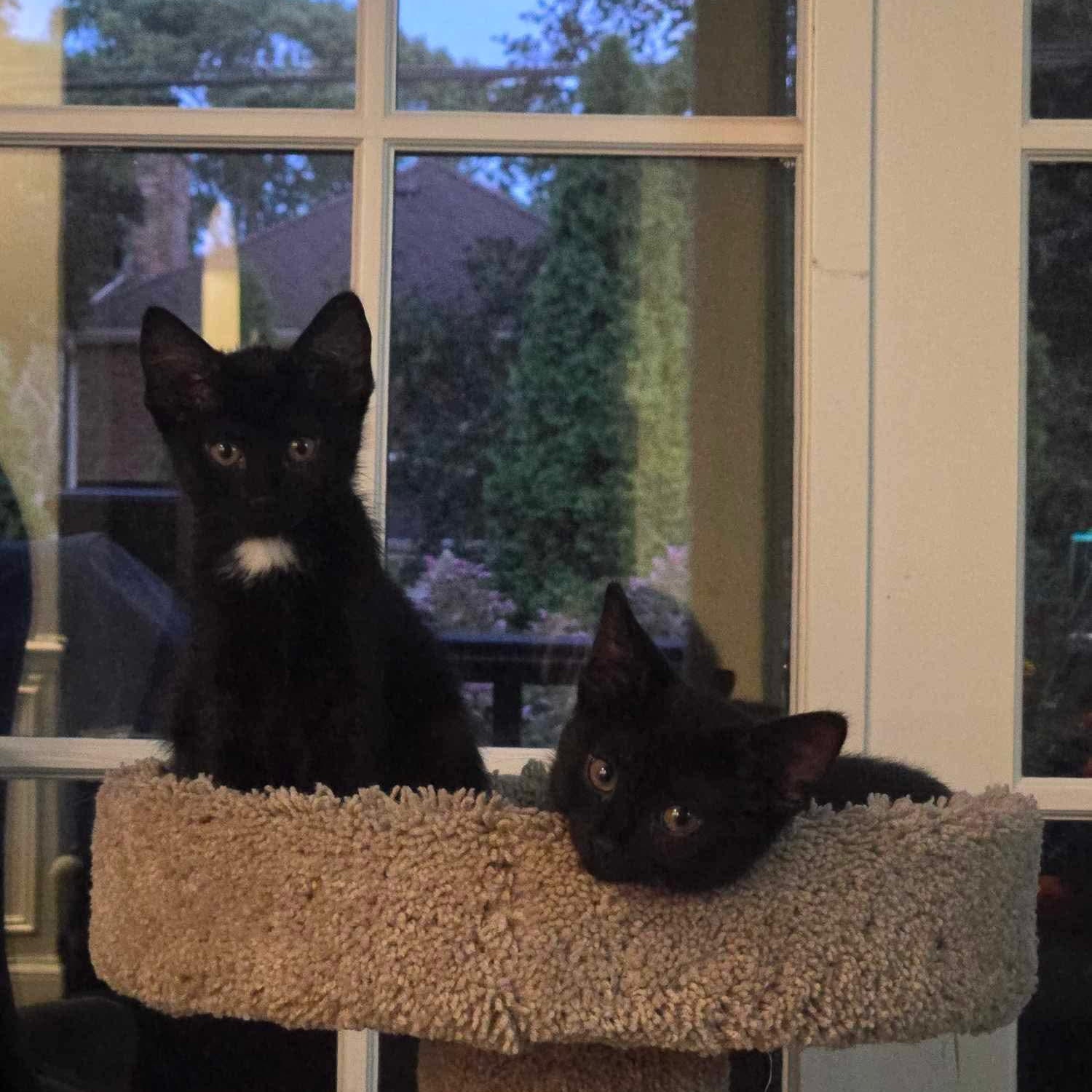 Jyn, Adoptable, Kitten Female Domestic Short Hair.