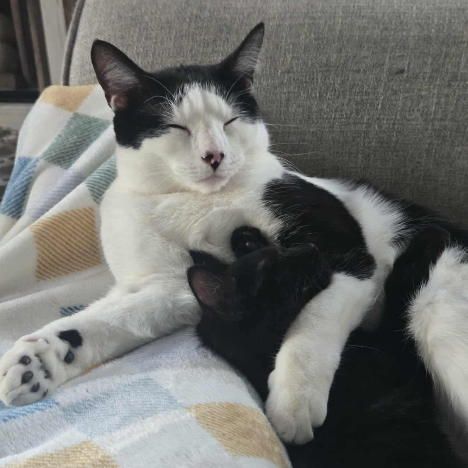 Jyn, a Adoptable mixed breed in Chicago, IL image 2/6