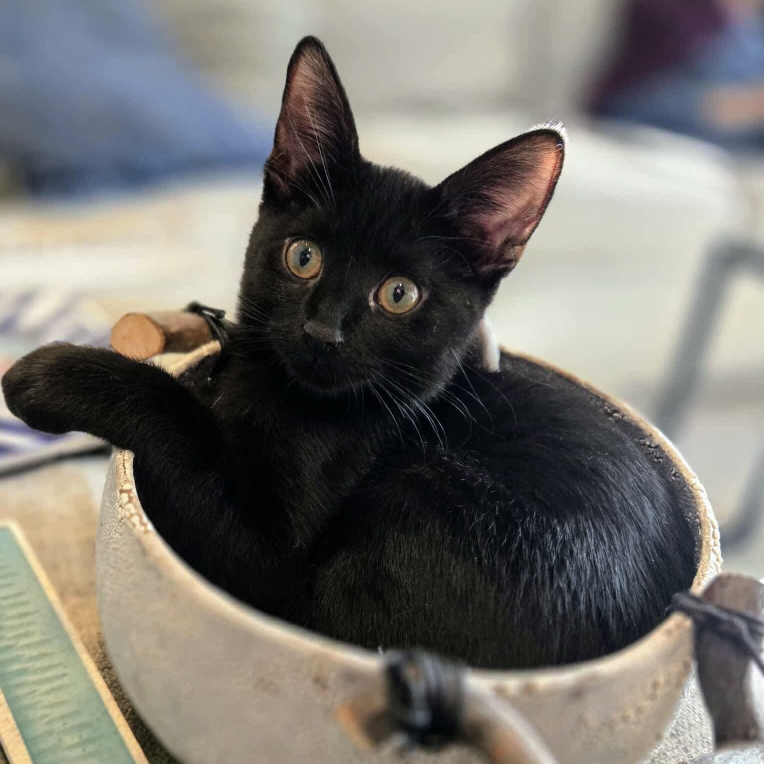 Jyn, Adoptable, Kitten Female Domestic Short Hair.